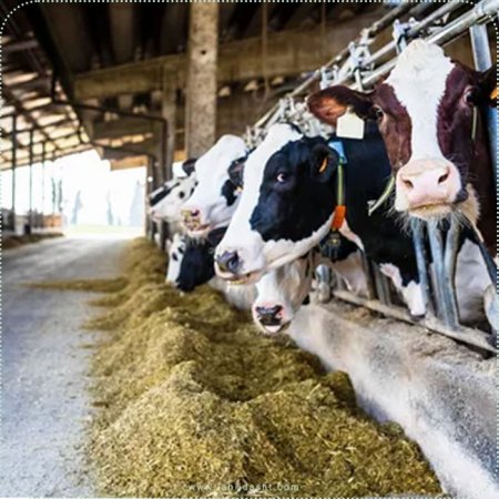 20 نکته کاربردی در مدیریت تغذیه گاوهای شیری