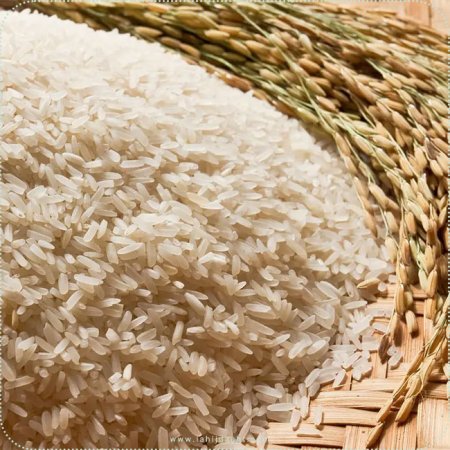 بهترین زمان برای خرید برنج تازه ایرانی