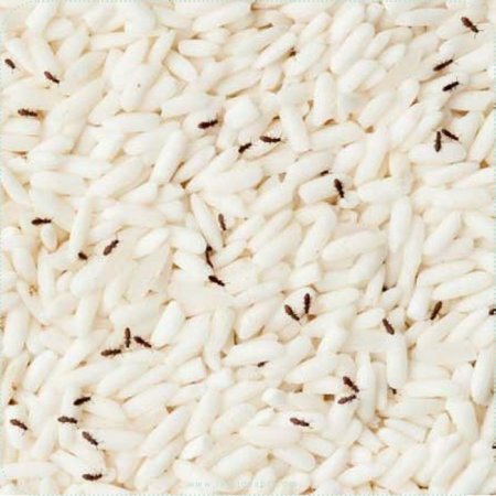 مضرات شپشک برنج