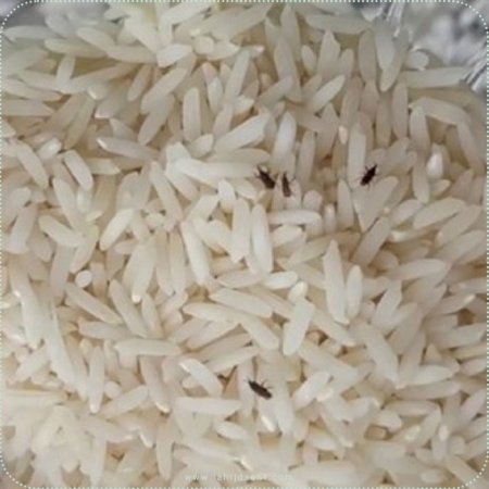 چگونه شپشک برنج را از بین ببریم؟