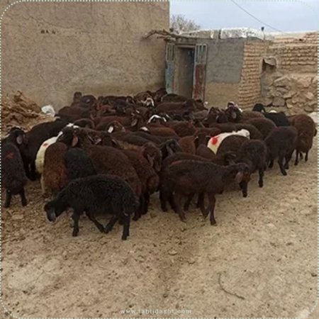 نکات کلیدی در رابطه با تغذیه غلات در گوسفندان