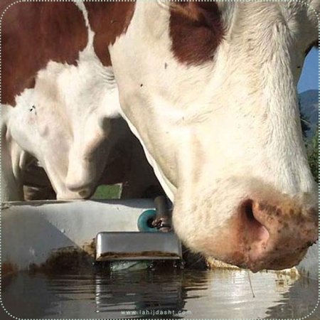 کیفیت پائین آب مصرفی گاو و مشکلاتی در پرورش گاو