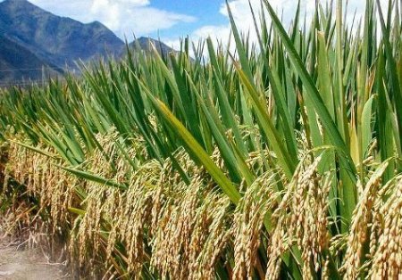 معرفی سبوس برنج دوکوب کامپیوتری و خواص آن