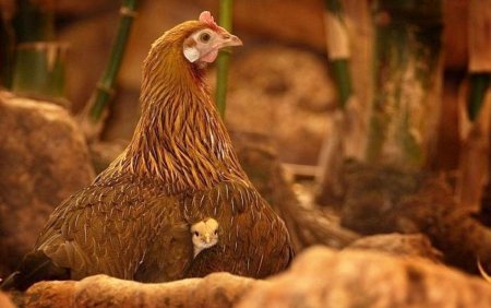 انواع خوراک آماده طیور گوشتی و تخمگذار