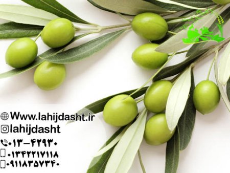کنجاله زیتون برای دام