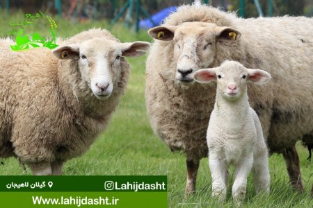 روش های افزایش باروری دام