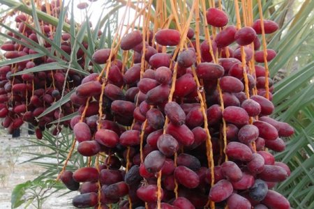 پودر هسته خرما