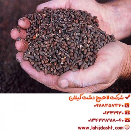 کنجاله پنبه دانه برای دام و طیور