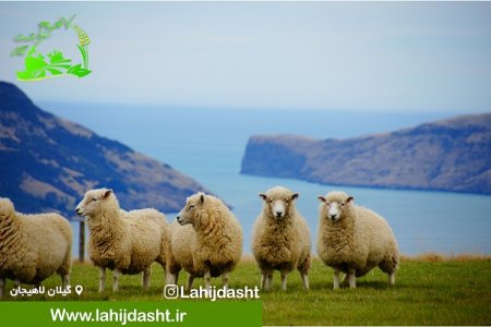 معجزه کاه برای نشخوارکنندگان