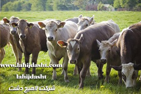 بهترین برنامه غذایی برای گاوهای شیری و گوشتی