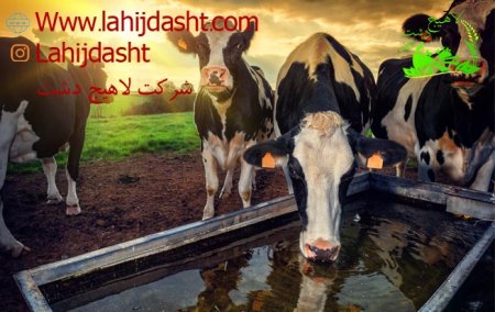 بهترین خوراک برای گاوهای گوشتی
