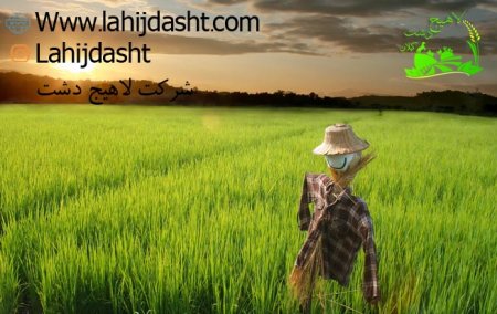 ویژگی های برنج مرغوب شمال