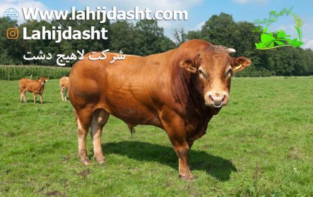 خوراک پنبه برای دام