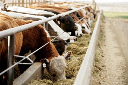اهمیت انتخاب بهترین خوراک دام برای گاو گوشتی