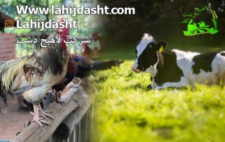 مکمل برای تغذیه دام