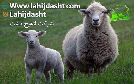 کاه برای دام