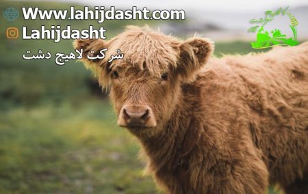 ممنوع شدن واردات خوراک دام