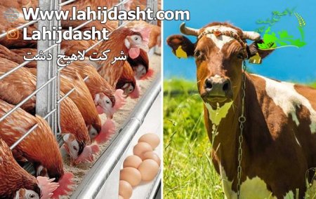 خواص کنجاله پنبه دانه برای دام