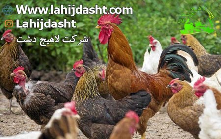 ویژگی های بهترین خوراک طیور