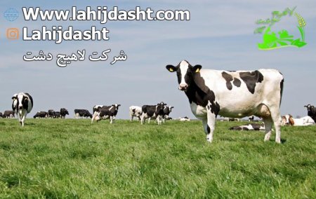 گاوداری گوشتی بهتر است یا شیری؟