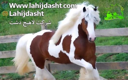 سبوس برنج برای اسب