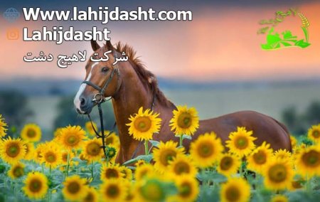 معرفی مقداری از خوراک های غیر علوفه ایی مناسب در جیره اسب