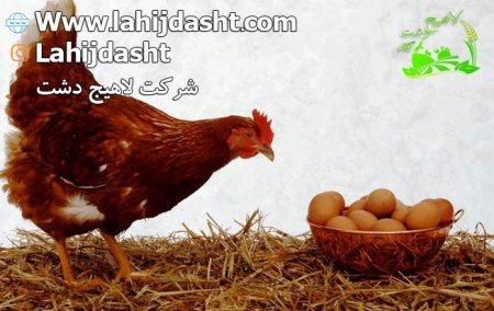 سبوس برنج برای خوراک مرغ تخم گذار