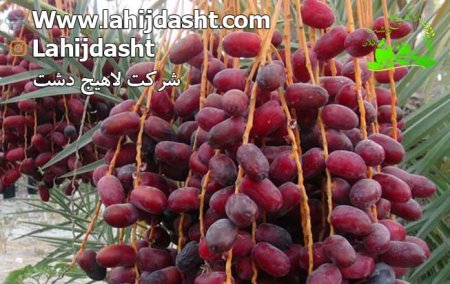 تولید پودر هسته خرما