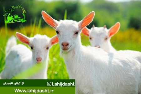 خواص گوشت قرمز را بشناسید