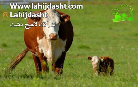 روش های پروار کردن گوساله