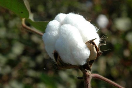 کنجاله پنبه دانه برای طیور