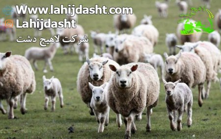 پودر گوشت در تغذیه دام