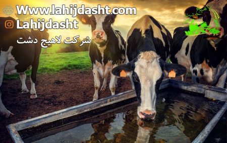 سبوس خوراک دام