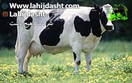 تغذیه گاوهای شیرده