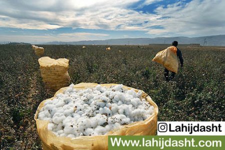 خصوصیات تغذیه ای کنجاله پنبه دانه