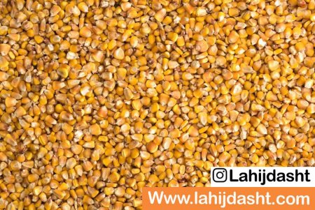دانه ذرت و استفاده از آن در خوراک دام و طیور :