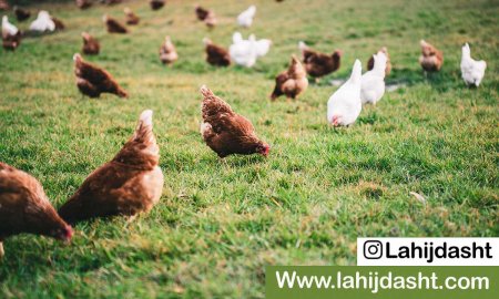 فروش سبوس برنج/اجزاء اصلی خوراک دام و طیور
