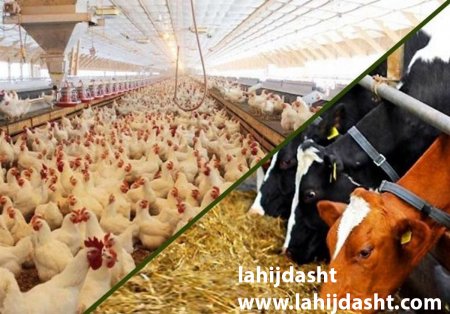 انواع سبوس موجود برای خوراک دام و طیور