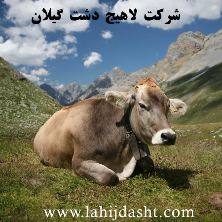 کاه برنج برای خوراک گاو شیری