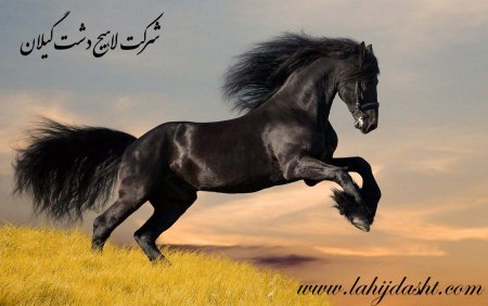 طریقه فروش و فواید سبوس برنج نوع خوب برای تغذیه اسب