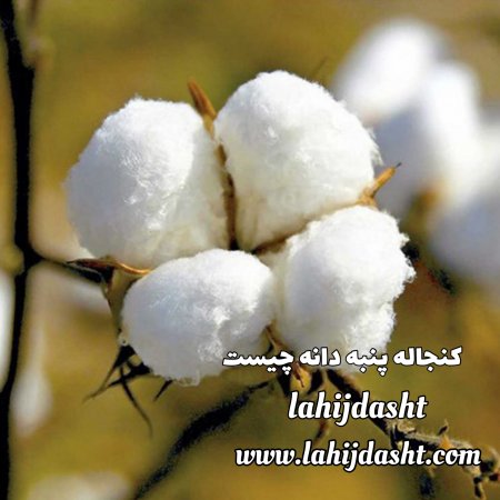 کنجاله پنبه دانه چیست؟