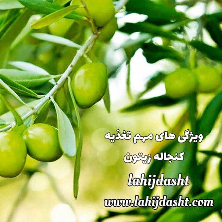 ویژگی های مهم تغذیه کنجاله زیتون دامی