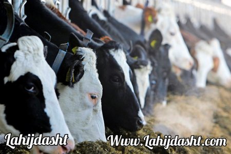 ​تغذیه گوسفندان شیری و گوسفندان داشتی | خوراک گوسفند پرواری