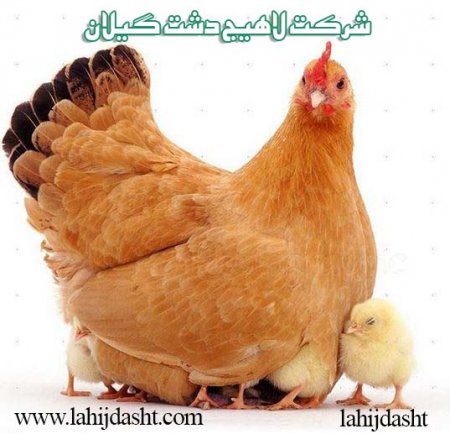 سبوس گندم در خوراک طیور