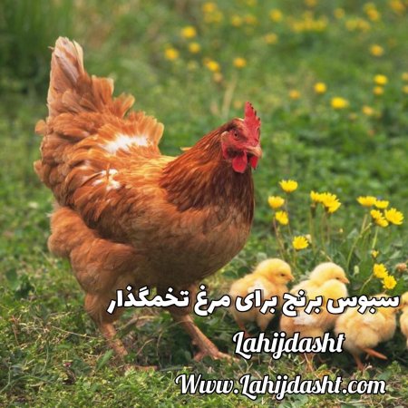 سبوس برنج برای مرغ تخم گذار