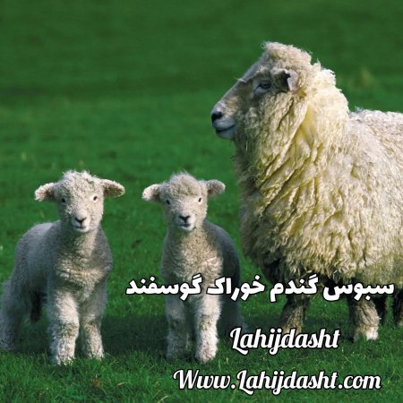 سبوس گندم خوراک گوسفند
