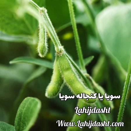 کنجاله سویا یا سویا