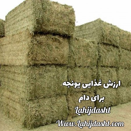 ارزش غذایی یونجه در تغذیه دام چقدر است