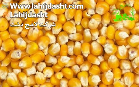 ذرت در تغذیه طیور
