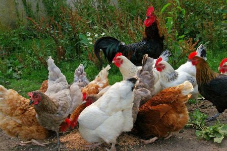 آشنایی با اصطلاحات دام و طیور